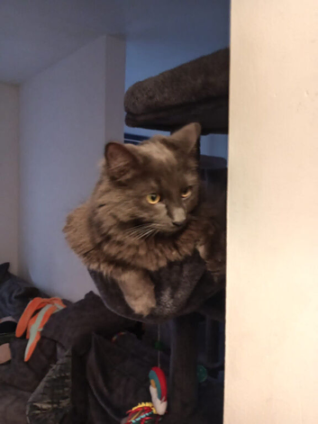 Russian blue cats