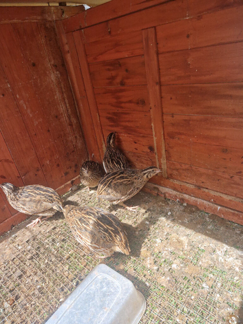 Quails for sale