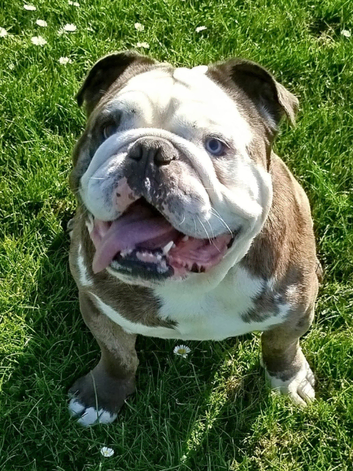 British bulldog stud