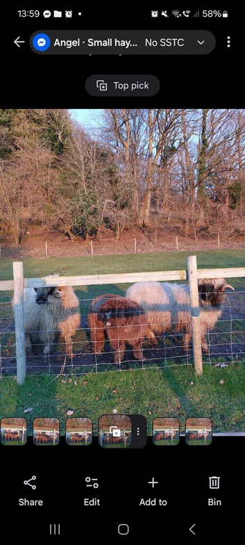 Valais boys and one Ryeland tup