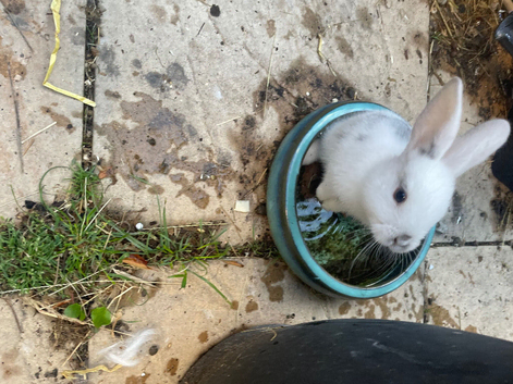 baby rabbits for sale