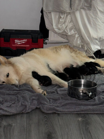 German shepard x collies