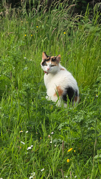Cat kitten