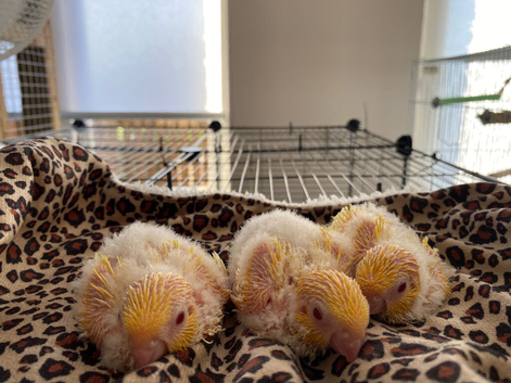 Last baby lineolated parakeet