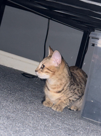 Gorgeous little tabby cross cat for sale