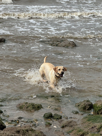 Beautiful 2 Year Old Female Labrador For 5* Home