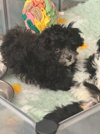 3 beautiful fluffy poodle cross boys