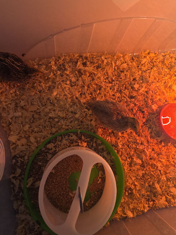 Courtex quails