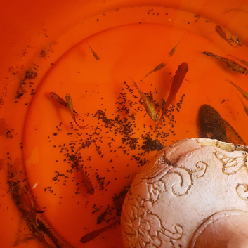 Fish