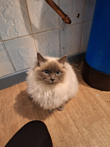 Male ragdoll