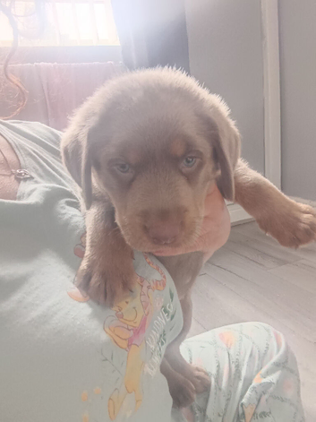 Silver and tan Labrador puppy ready now
