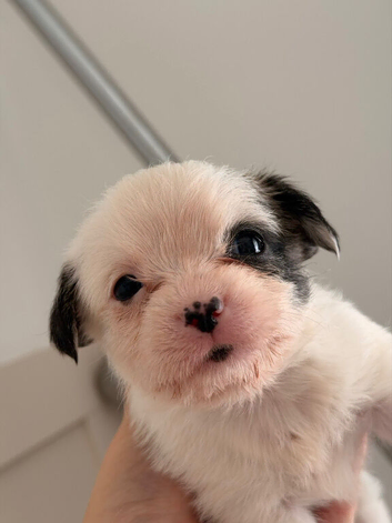 Shihtzu x chihuahua