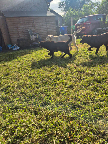 5 chunky little labrador pups. Northern ireland, co.down