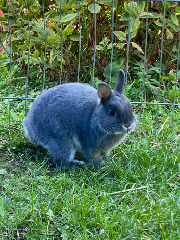 Netherland dwarf female rabbit