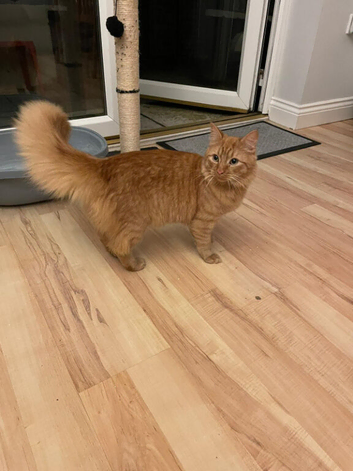 5 year old Ginger boy