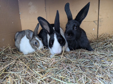 A mix of Dutch Rabbits