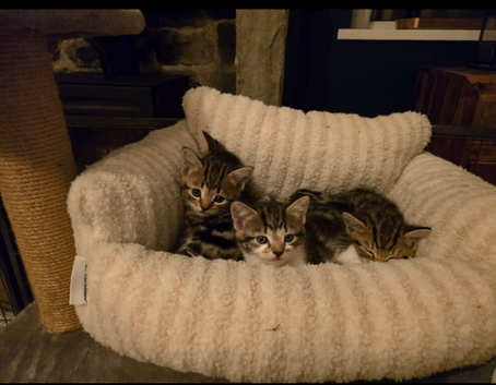 Six beautiful Tabby kitten for sale