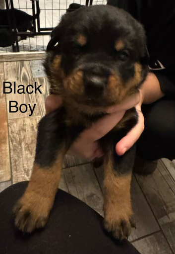 Rottweiler puppies