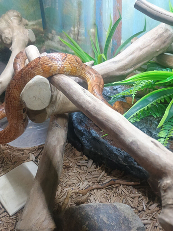 Corn snake