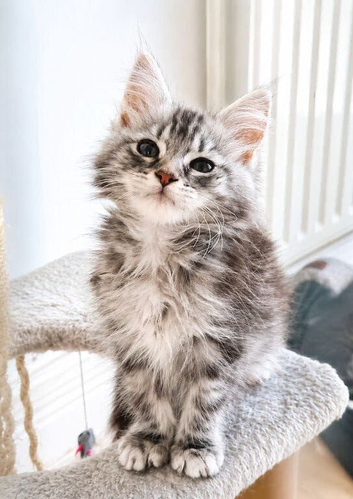 Maine coon male and female - active kittens