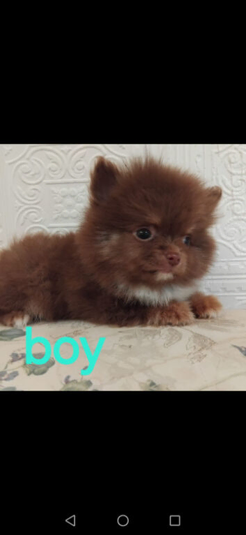Stunning pomeranian pups
