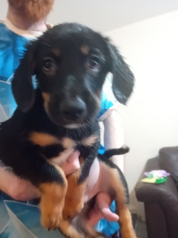 Bearded collie/smoothe blue merle collie mix puppies