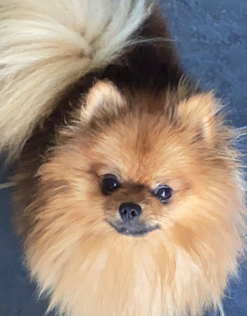 XXS tiny pomaraian available for studding not sale