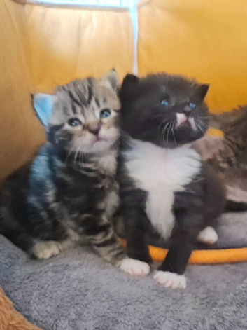 2 kittens