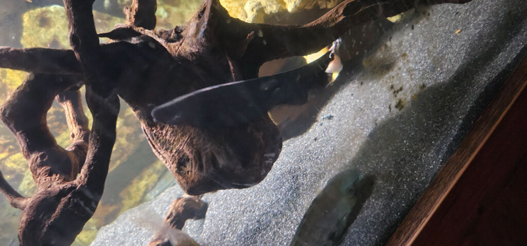 Black ghost knifefish