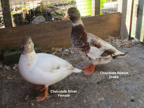 A Pair of Call Ducks