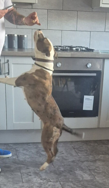 English bull terrier x Am Staff