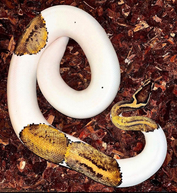 pastel pied ghost