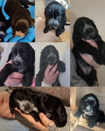Beautiful female show cocker for sale *F1 ears*
