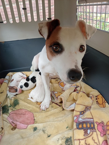 4 female and 3 male jack russell puppies looking for a forever homes