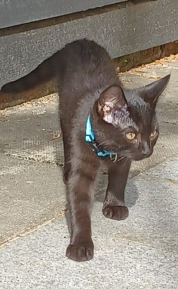 Gorgeous 12 Week Old Male Kitten Looking For A Home