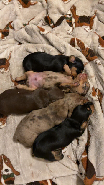 Miniature Dachshund Puppies