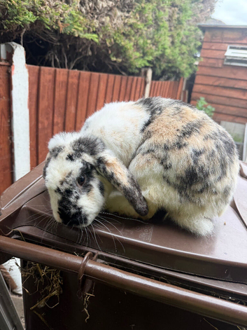 Male rabbit