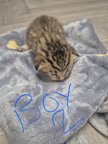 Beautiful litter of kittens