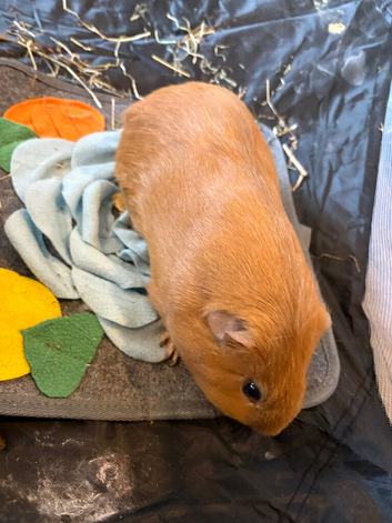 Male guinea pig