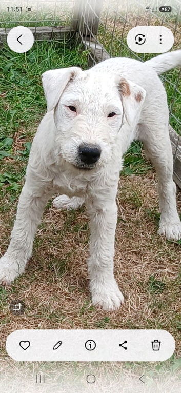 MALE WHITE LAKELAND  PUPPY