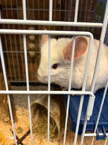 white male chinchilla with cage