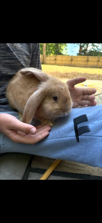 2x continental giant x French lop