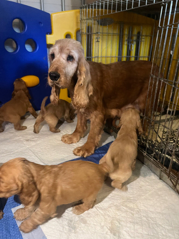 Cocker spaniel puppies Manchester