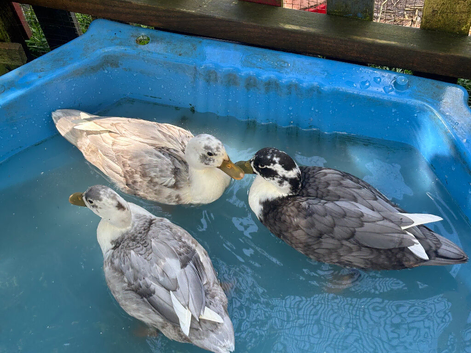 Drake Call Ducks