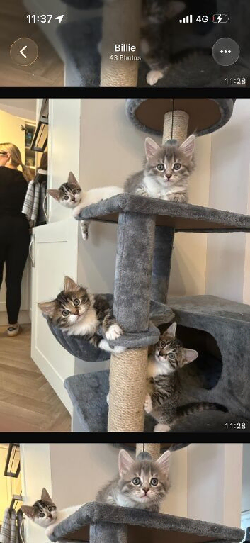 3 beautiful fluffy kittens