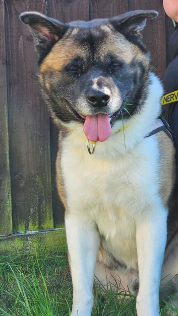 For sale male 3 year old akita