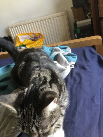 1 year old cat