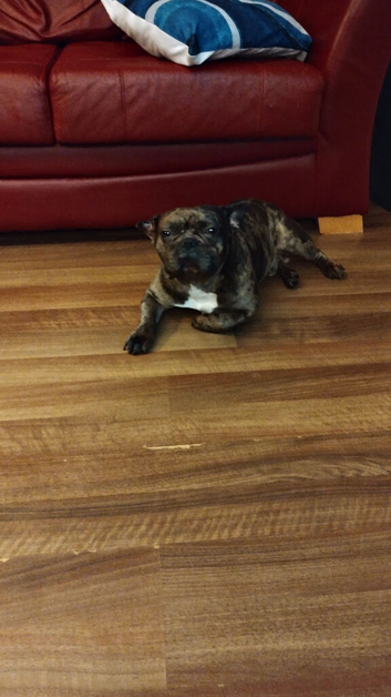 French bulldog