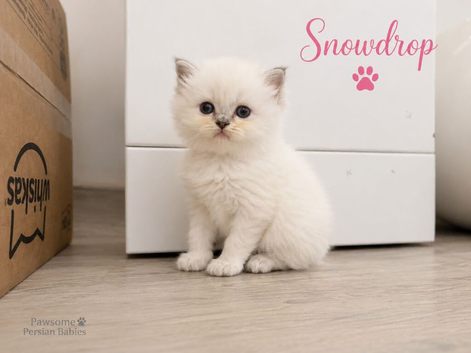Absolutely beautiful Persian/ragdoll Kittens Persian