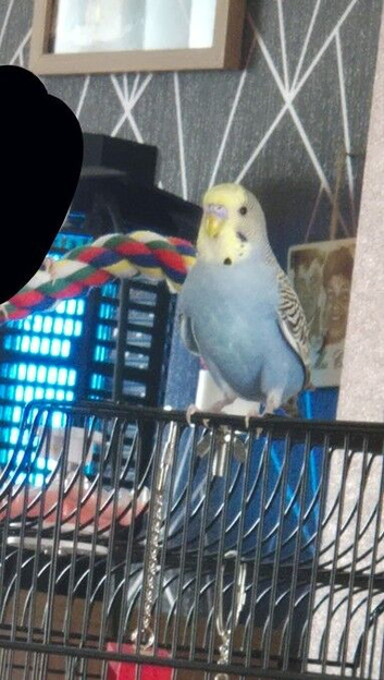 Male Budgie